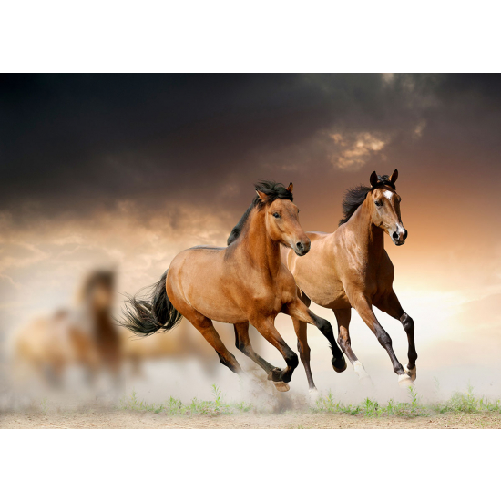 Papier peint panoramique - Chevaux