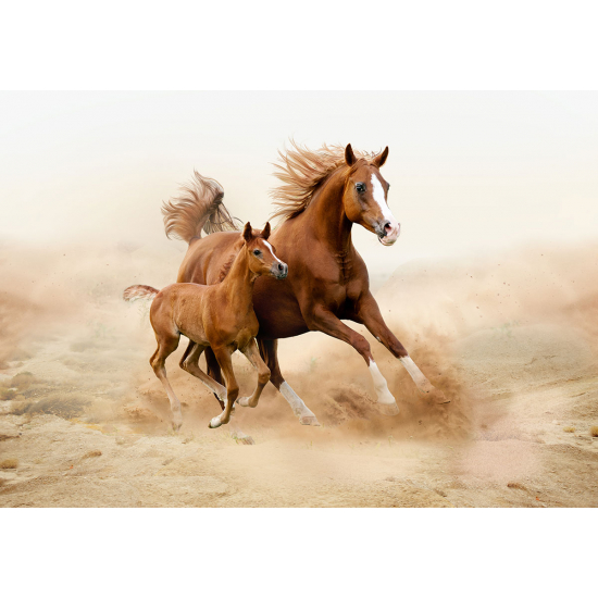 Papier peint panoramique - Chevaux