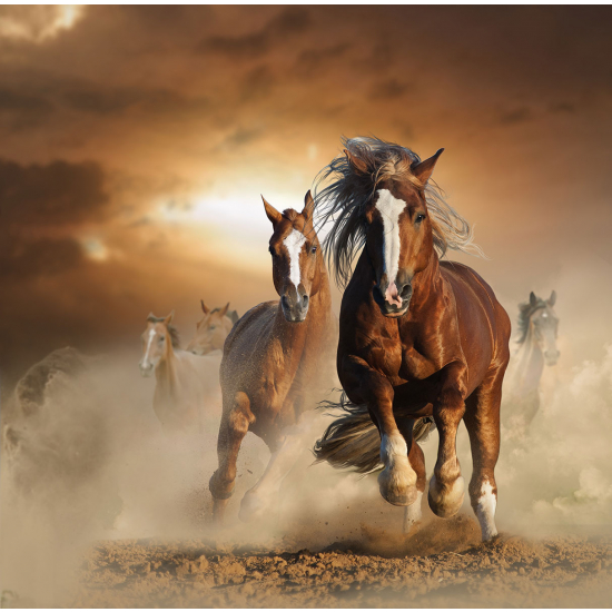 Papier peint panoramique - Chevaux