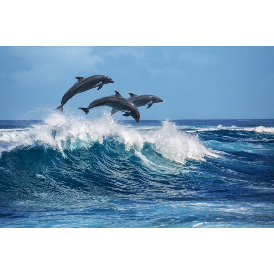 Papier peint panoramique - Dauphins