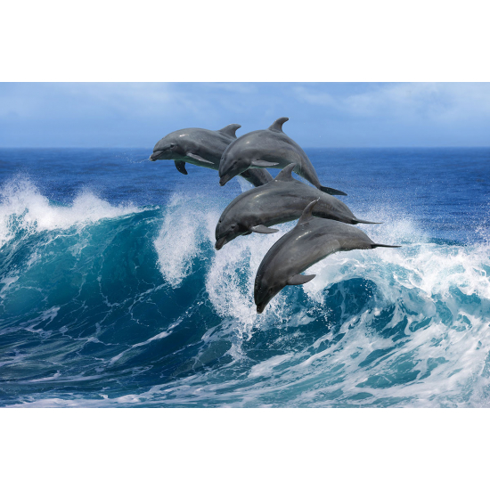Papier peint panoramique - Dauphins