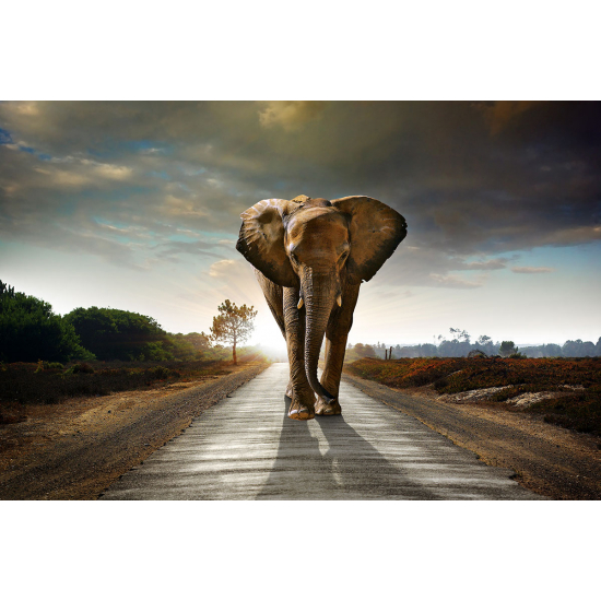 Papier peint panoramique - Eléphant