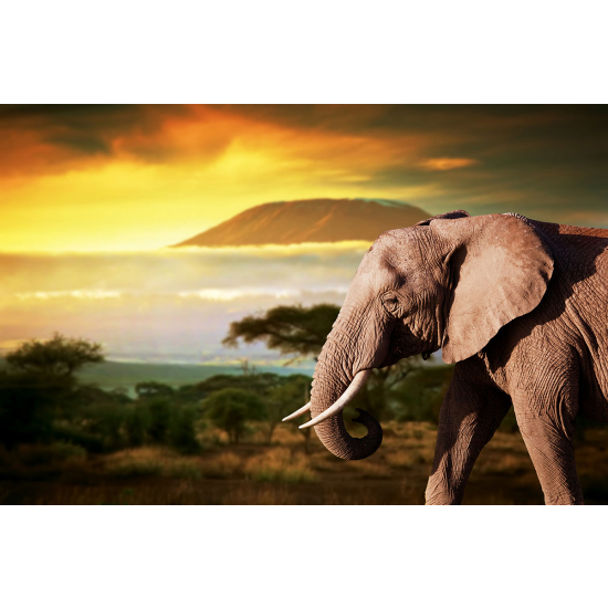 Papier peint panoramique - Eléphant