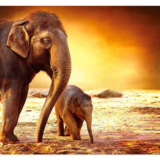 Papier peint panoramique - Éléphants