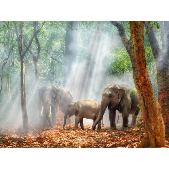 Papier peint panoramique - Éléphants