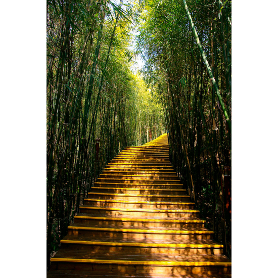 Papier peint panoramique - Escaliers en bois