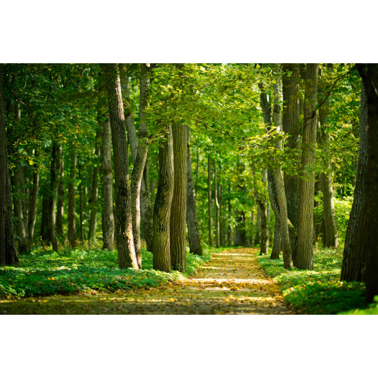 Papier peint panoramique - Forêt