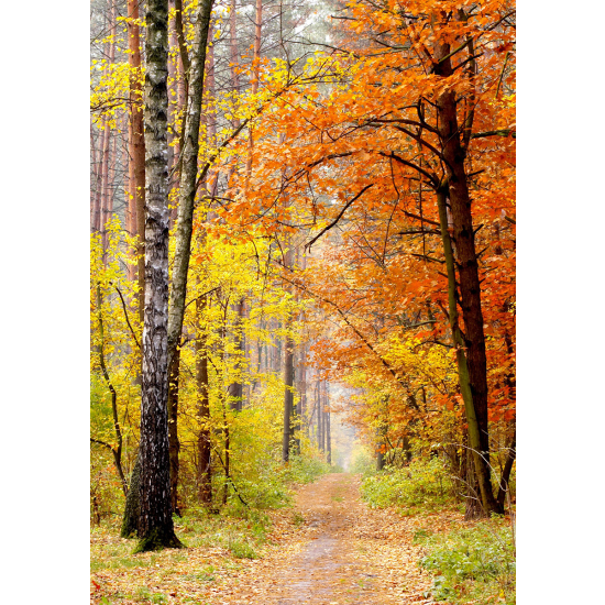 Papier peint panoramique - Forêt Automne