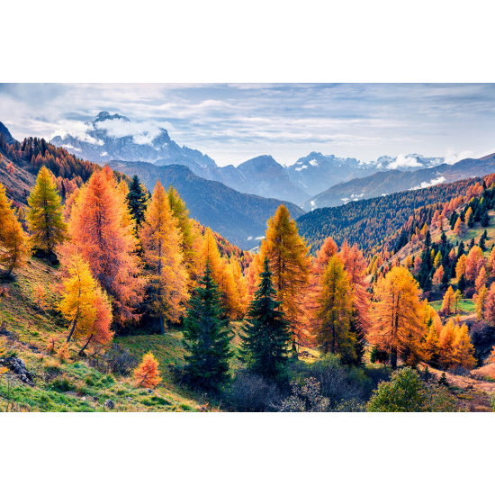 Papier peint panoramique - Forêt Automne