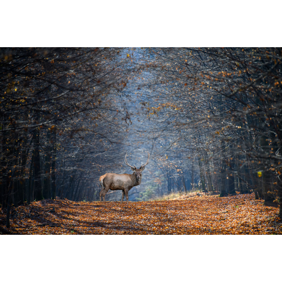 Papier peint panoramique - Forêt et Cerf
