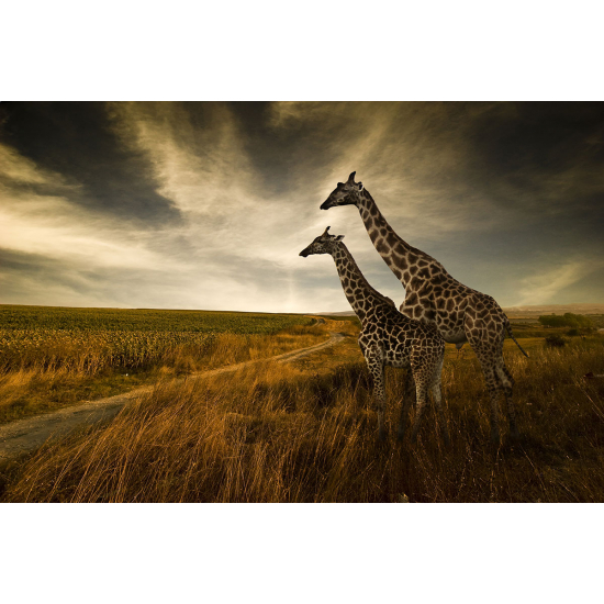 Papier peint panoramique - Girafes