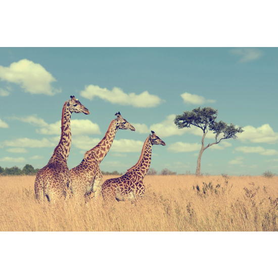 Papier peint panoramique - Girafes Savane