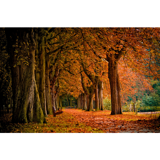 Papier peint panoramique - Paysage Automne