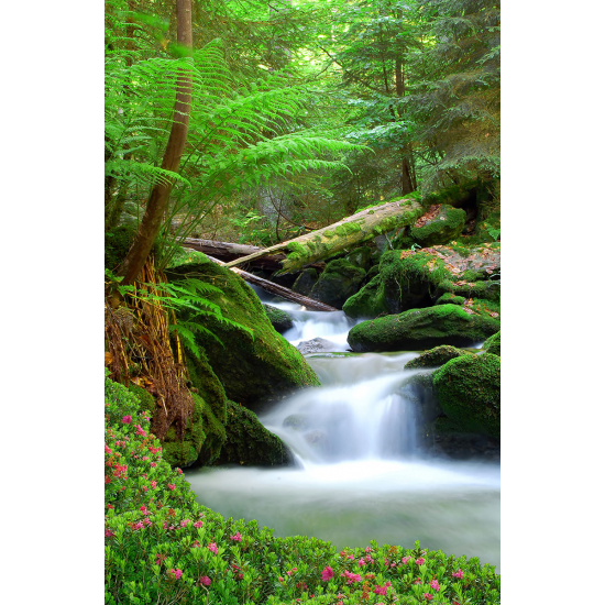 Papier peint panoramique - Rivière Forêt