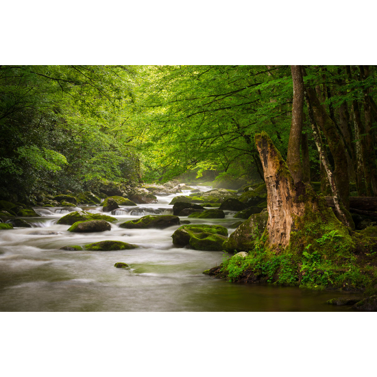 Papier peint panoramique - Rivière Forêt