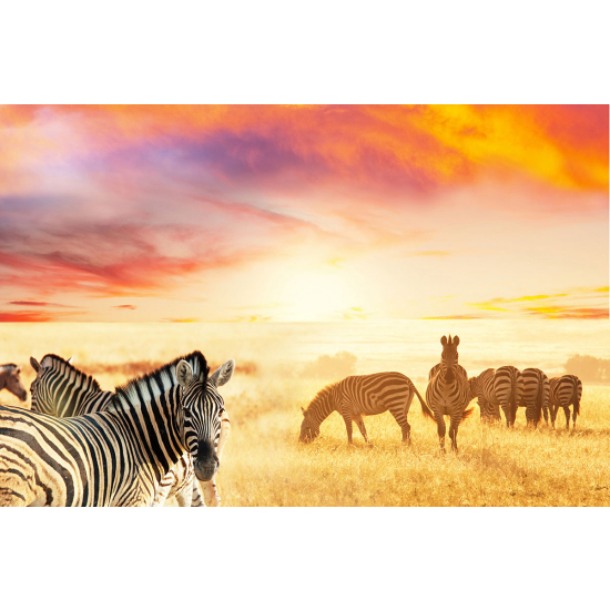 Papier peint panoramique - Zèbres Savane