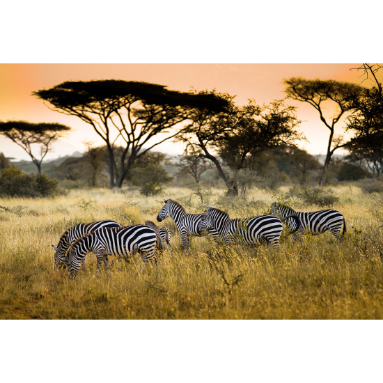 Papier peint panoramique - Zèbres Savane