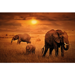 Poster - Affiche afrique éléphants
