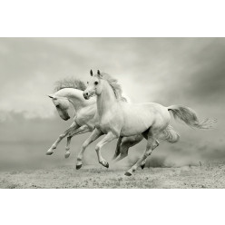 Poster - Affiche chevaux