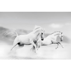 Poster - Affiche chevaux