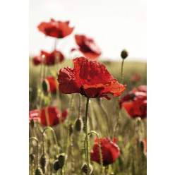 Poster - Affiche coquelicots