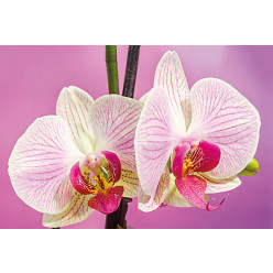 Poster - Affiche orchidées