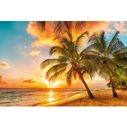 Poster - Affiche plage couché de soleil palmiers