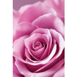 Poster - Affiche rose