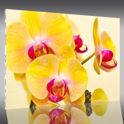 Tableau Plexi Orchidée