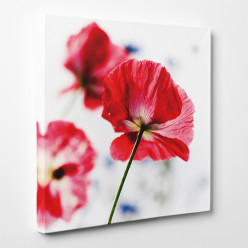 Tableau toile - Coquelicot 1