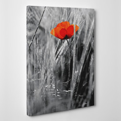 Tableau toile - Coquelicot