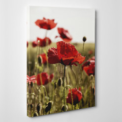 Tableau toile - Coquelicots 5