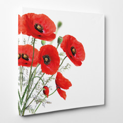 Tableau toile - Coquelicots 6