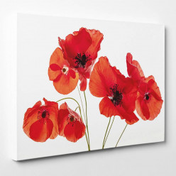 Tableau toile - Coquelicots 7