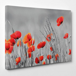 Tableau toile - Coquelicots 8