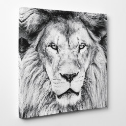 Tableau toile - Lion