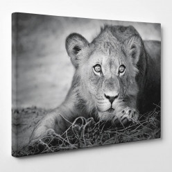 Tableau toile - Lion 5