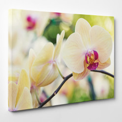 Tableau toile - Orchidée 11