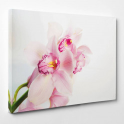 Tableau toile - Orchidée 12