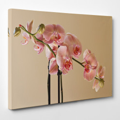 Tableau toile - Orchidée 13