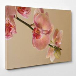 Tableau toile - Orchidée 14