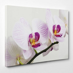 Tableau toile - Orchidée 16