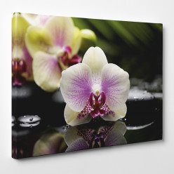 Tableau toile - Orchidée 5