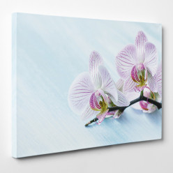 Tableau toile - Orchidée 6