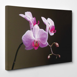 Tableau toile - Orchidée 8