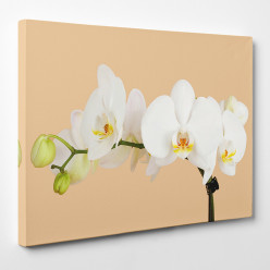 Tableau toile - Orchidée 9
