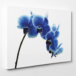 Tableau toile - Orchidée Bleue