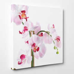 Tableau toile - Orchidées 10
