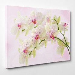 Tableau toile - Orchidées 17