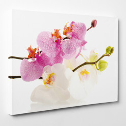 Tableau toile - Orchidées 18